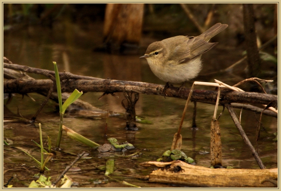 decembre 2017 :  Le Pouillot véloce (Phylloscopus collybita)