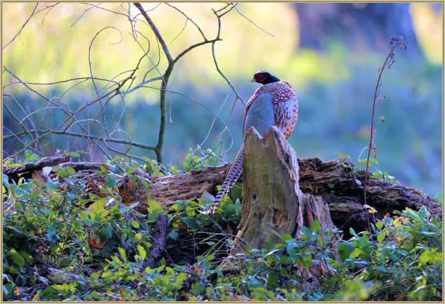 Novembre 2018 : Faisan de Colchide (Phasianus colchicus)