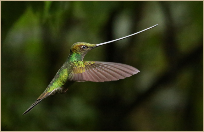 decembre 2018 : Colibri porte-épée (Ensifera ensifera)