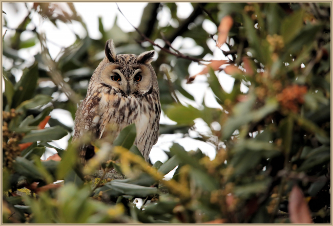 Fevrier 2019 :  Hibou moyen-duc (Asio otus)