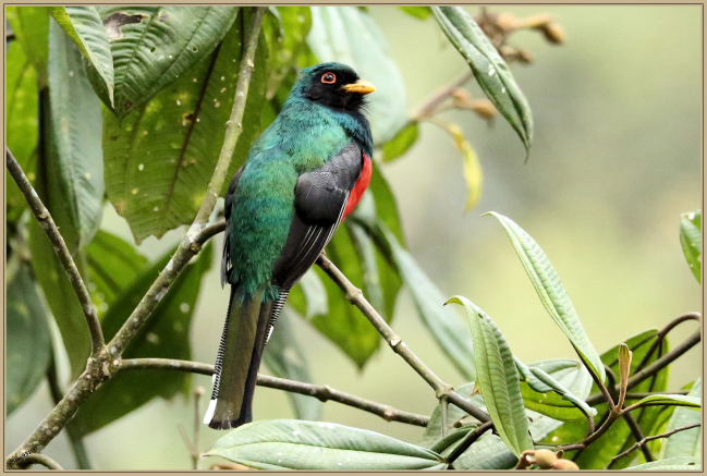 juin 2019 : Trogon masqué (Trogon personatus)