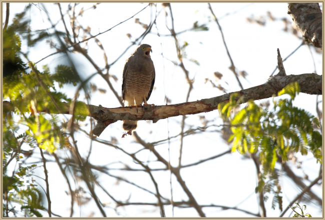 Juillet 2019 :  Buse à gros bec (Rupornis magnirostris)