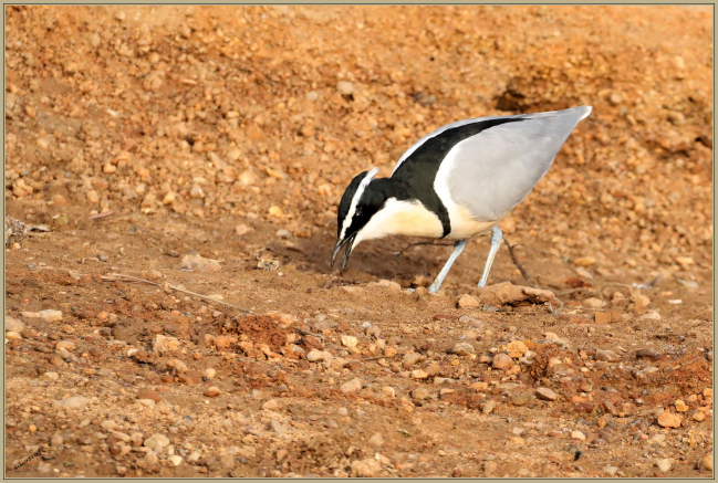 Juillet 2020 :  Pluvian fluviatile (Pluvianus aegyptius)