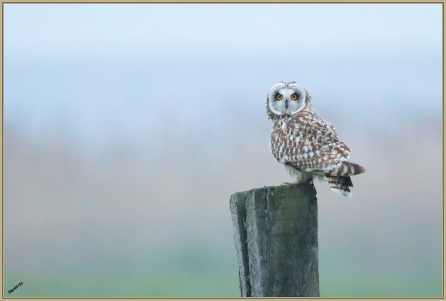 Novembre 2020 : Hibou des marais (Asio flammeus)