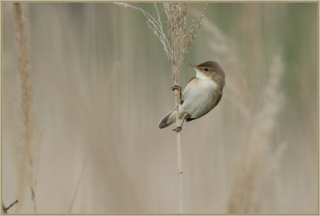 Juin 2021 : Rousserolle effarvatte (Acrocephalus scirpaceus )