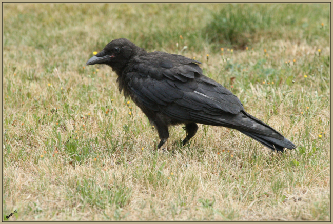 Corneille noire (Corvus corone) juvénile