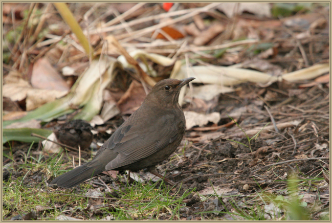 Merle noir (Turdus merula)