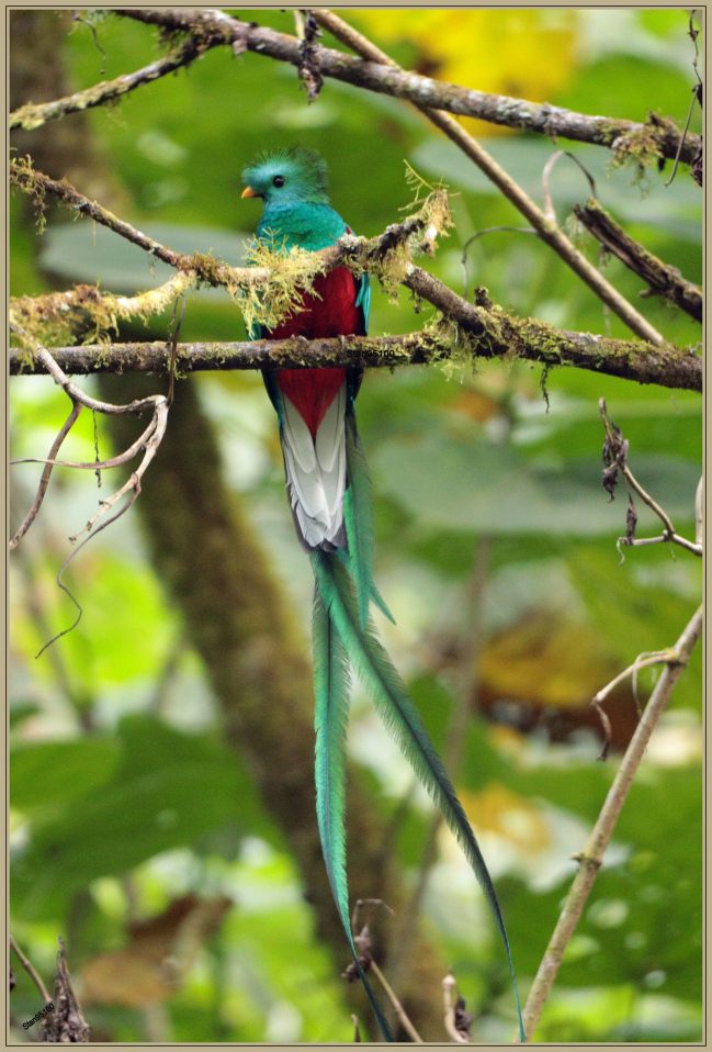 Mars 2022 : Le Quetzal resplendissant (Pharomachrus mocinno)