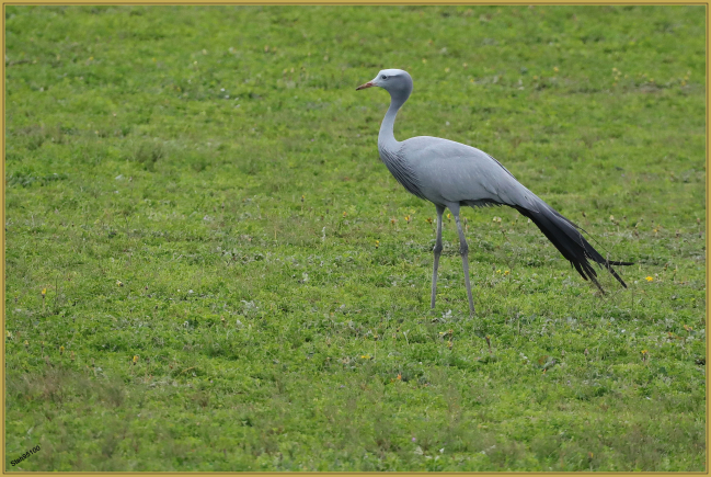 Octobre 2022 : Grue de paradis (Grus paradisea)