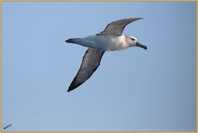 Decembre 2022 : Albatros à sourcils noirs (Thalassarche melanophris)