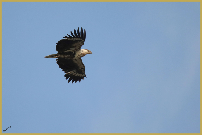 Janvier 2023 : Autour noir (Accipiter melanoleucus)