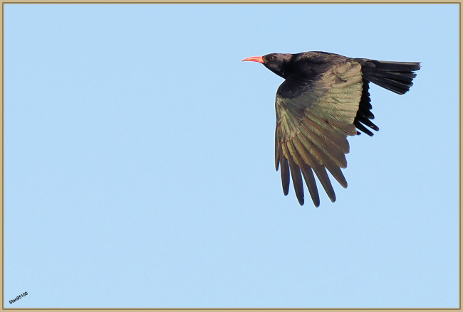 Février 2023 : Crave à bec rouge (Pyrrhocorax pyrrhocorax)