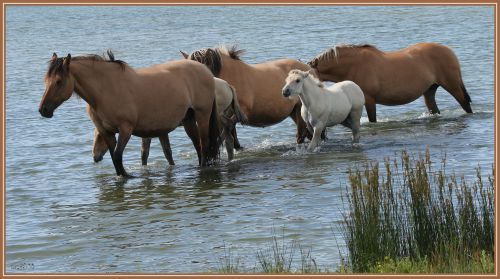 chevaux du marquenterre