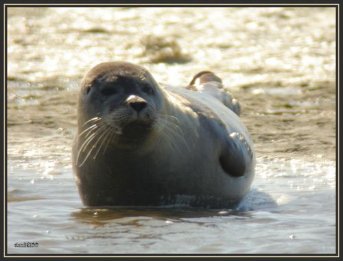 Phoque veau marin   ( phoca vitulina vitulina)