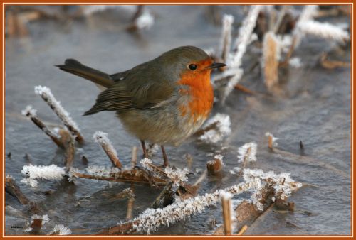 Janvier 2011 : Rouge gorge  ( Erithacus rubecula )