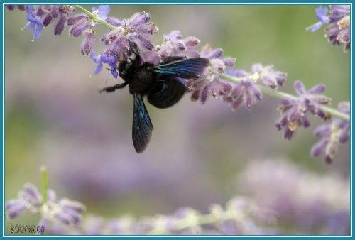 Le Petit xylocope bleu (Xylocopa iris) 