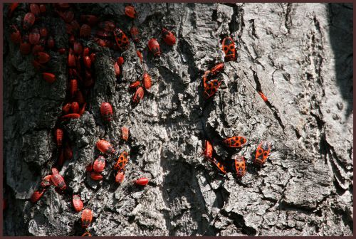 LE GENDARME OU SUISSE  (Pyrrhocoris apterus, Hétéroptère Pyrrhocoridae)