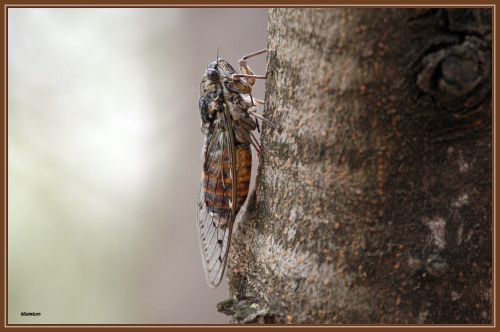 Cigale ( Cicada orni ) 