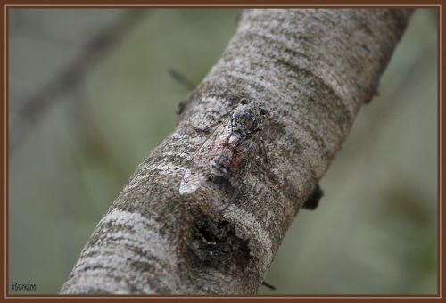 Cigale, Cicada orni
