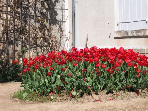 Les tulipes vous disent 