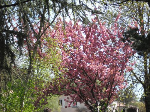 Une pluie de cerisiers en fleurs à La-Mothe