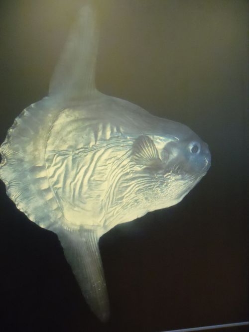 Photo de poisson lune (Ballestra)