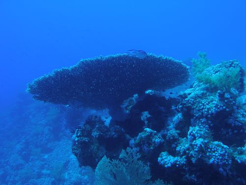 Un corail 
