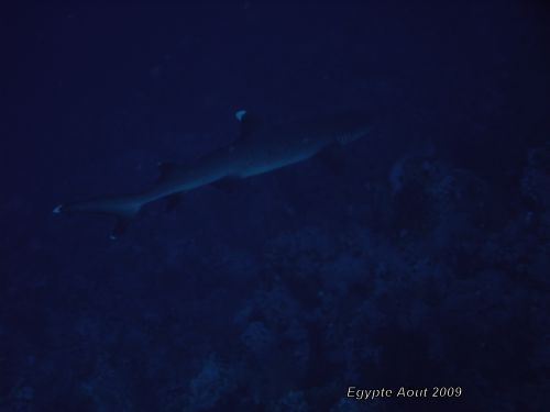 Requin pointes blanches