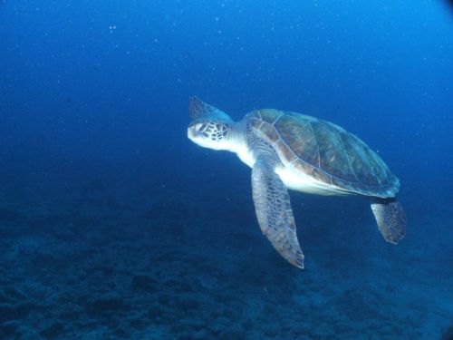 Tortue à Teneriffe (La Morena)