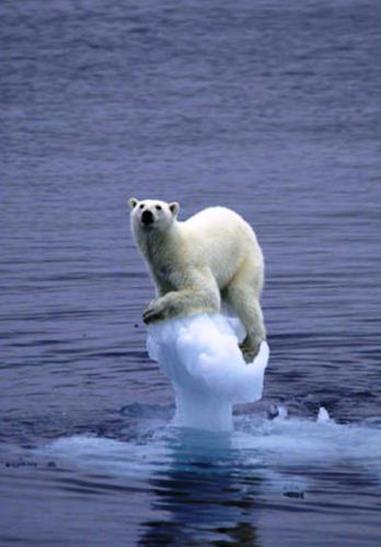 Image qui peut paraitre amusante mais qui dénonce les effets du réchauffement climatique ...