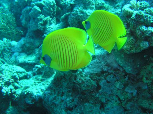 Les amoureux ! (poisson Ange)