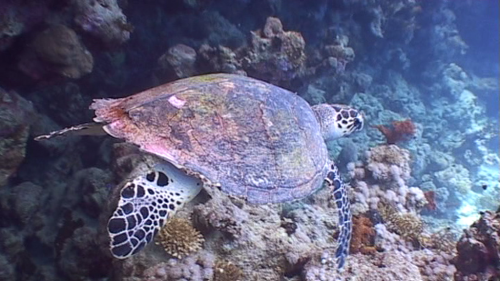 Jolie tortue, toujours bien agréable à rencontrer