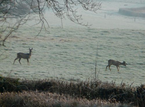 Chevreuils en février