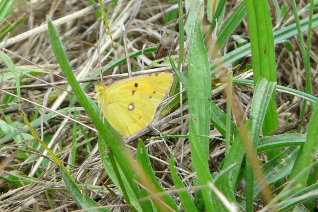 Un papillon soufré . On voit l'herbe sèchée par cet été 2015 sec et chaud.