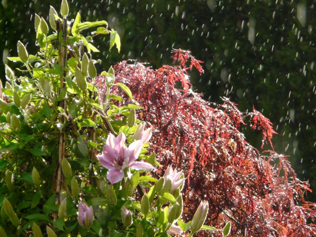 Clématite et Erable japonais sous la pluie de ce printemps 2016 très pluvieux.