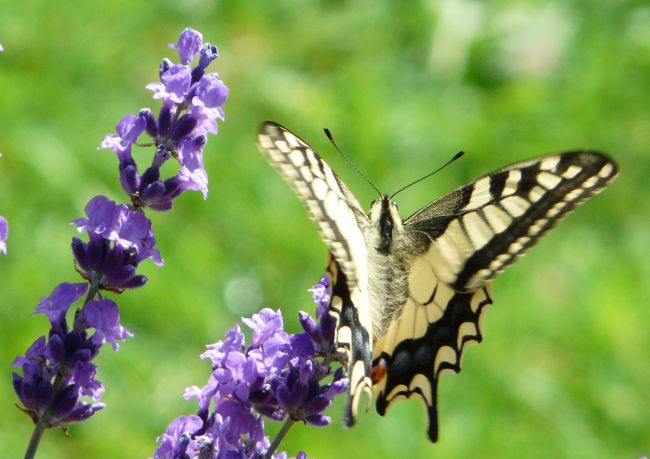 Une deuxième photo de mon beau Machaon ou Grand porte-queue, de dos.