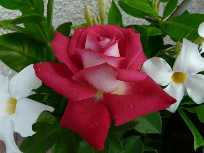 Une jolie rose bicolore , et les fleurs blanches de mon Dipladenia.