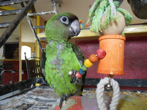 HOLY; femelle perroquet de jaedine née le 4 mai 2013 ,vendue à vanessa