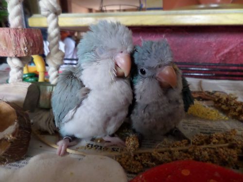 ZAYA ET BIRDY : grosse siete et gros calin !