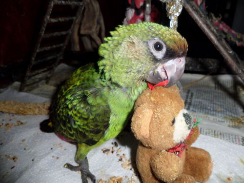 PERLA :femelle perroquet de jardine née le 25 mai 2014, bague EB 34 01 , vendue à élodie