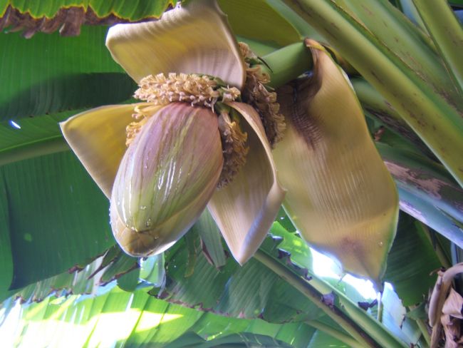 bananier en fleur au jardin