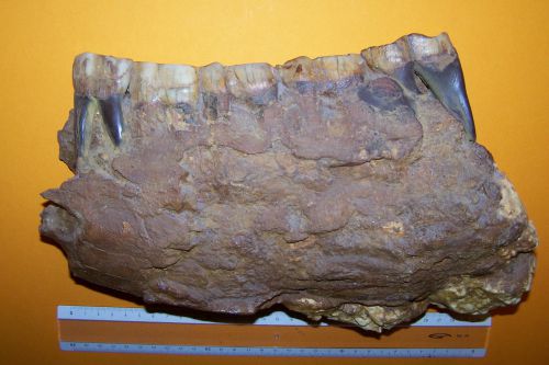 Brachypotherium brachypus, mandibule adulte.