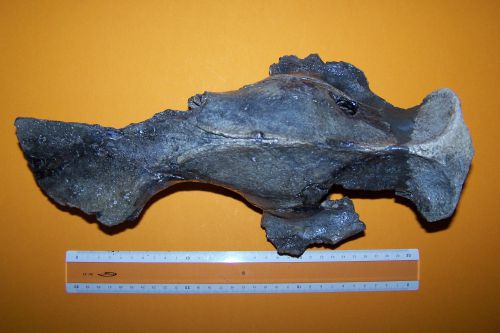 Brachyodus onoïdeus, crâne.