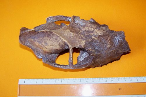 Amphimoschus pontileviensis, crâne.