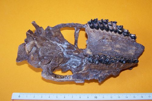 Amphimoschus pontileviensis, crâne .