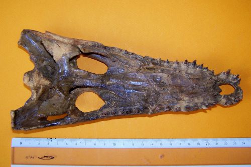 Diplocynodon