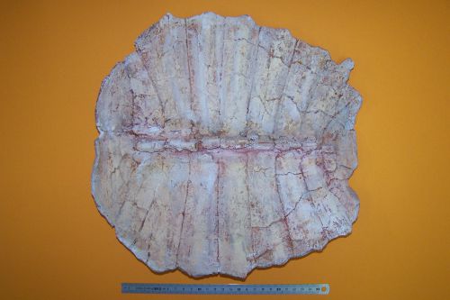 Plaques osseuses de Trionyx styriacus