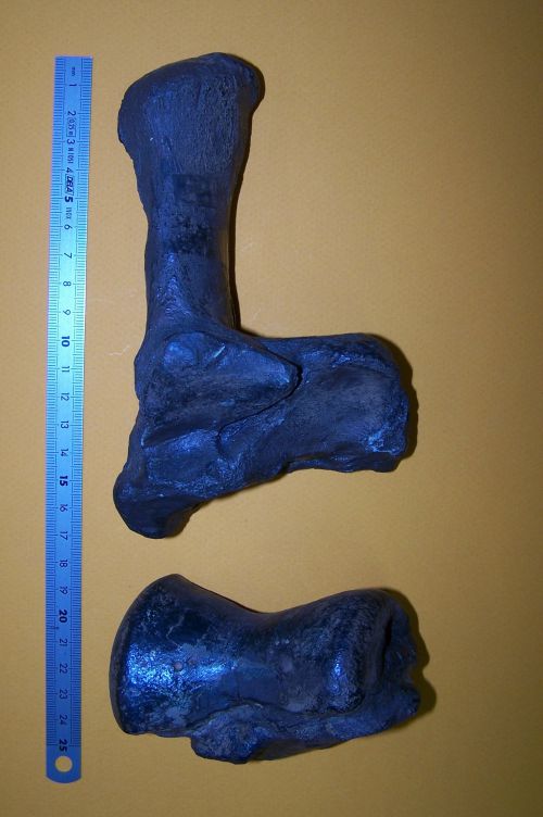 Chalicotherium grande, calcaneum et astragale