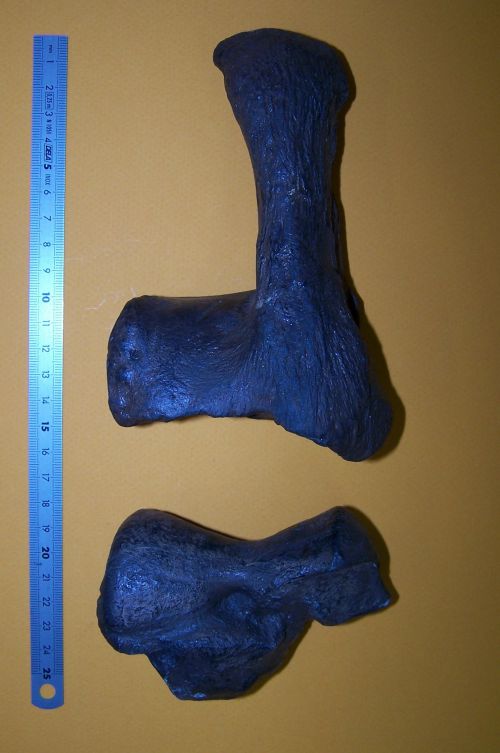 Chalicotherium grande, calcaneum et astragale