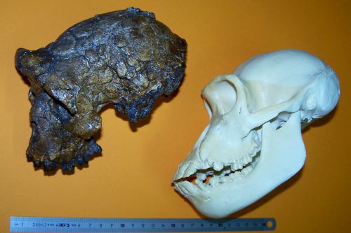 Crânes de Toumaï et Chimpanzé.